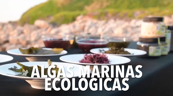 algas marinas ecológicas algas marinas ecológicas