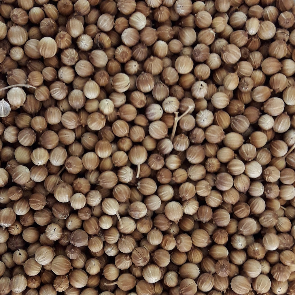 CILANTRO EN GRANO 70g